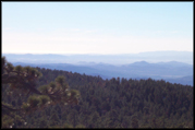 Pine Cove
