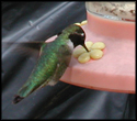 hummingbird camera