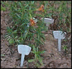 monkey bush flowers