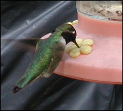A hummingbird at the feeder