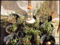 Mimulus plants